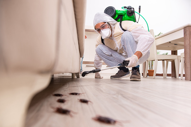 Exterminateur de rats Québec