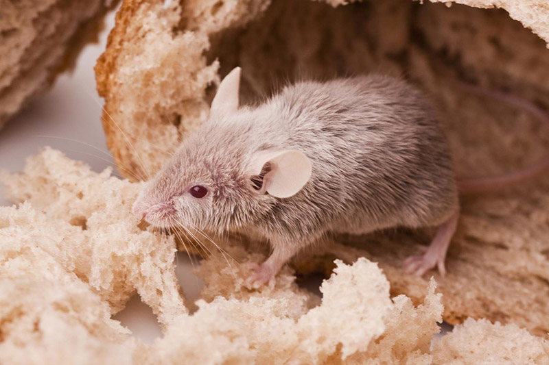 Exterminateur de rats Charlesbourg
