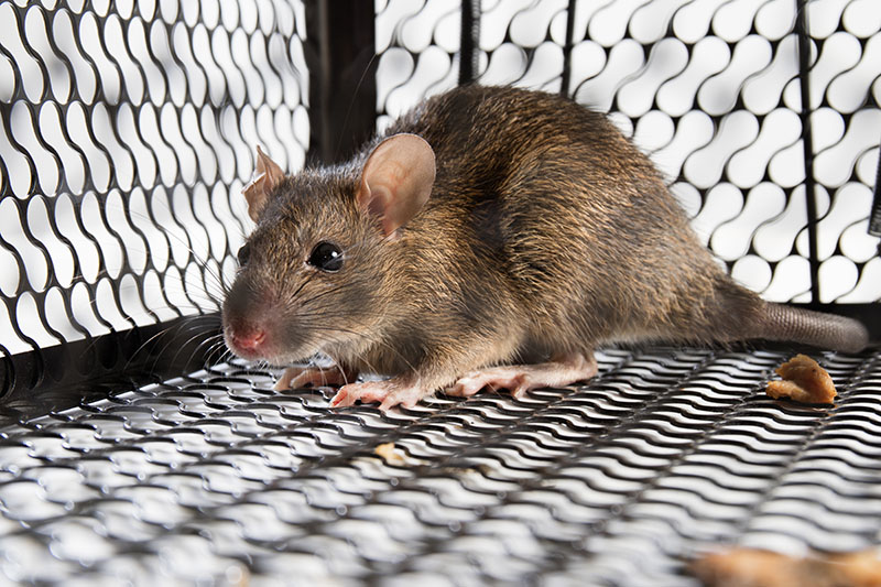 Capture d'animaux Charlesbourg